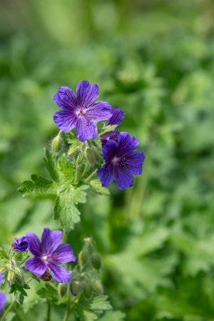 Close up of purple geraniums (geranium x magnificum) in bloom