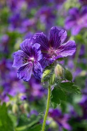 Close up of purple geraniums (geranium x magnificum) in bloom