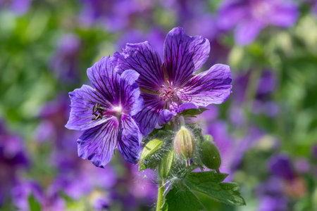 Close up of purple geraniums (geranium x magnificum) in bloomの写真素材