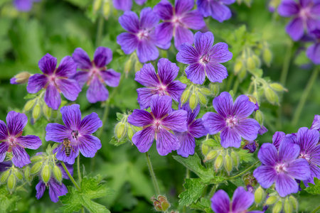 Close up of purple geraniums (geranium x magnificum) in bloomの写真素材