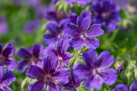 Close up of purple geraniums (geranium x magnificum) in bloomの写真素材