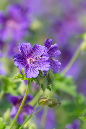 Close up of purple geraniums (geranium x magnificum) in bloomの写真素材
