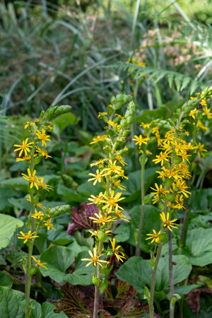 Close up of Fischers ragwort (ligularia Fischeri) flowers in bloomの写真素材