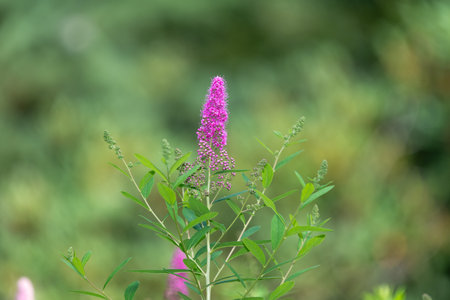 Close up of willow leaved meadowsweet (spiraea salicifolia) flowers in bloomの写真素材