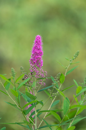 Close up of willow leaved meadowsweet (spiraea salicifolia) flowers in bloomの写真素材