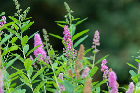 Close up of willow leaved meadowsweet (spiraea salicifolia) flowers in bloomの写真素材