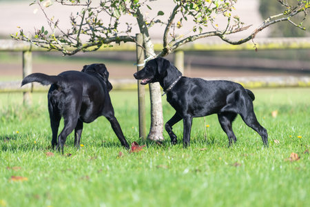 Two  black Labradors playing together in the gardenの写真素材