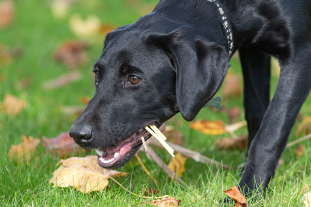 Portrait of a cute black Labrador puppy chewing a stickの写真素材