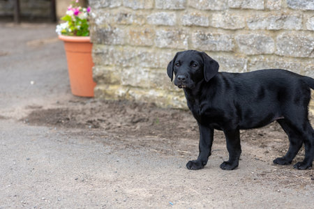 Cute portrait of an 8 week old black Labrador puppyの写真素材