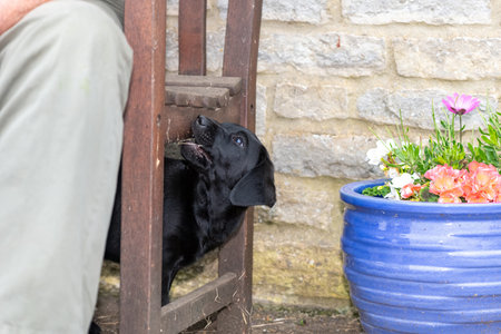 Cute portrait of an 8 week old black Labrador puppy under a wooden benchの写真素材