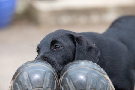 Cute portrait of an 8 week old black Labrador puppy sniffing a pair of shoesの写真素材