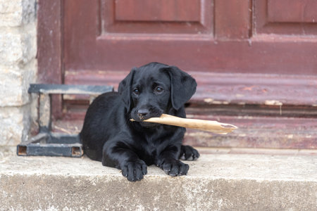 Cute portrait of an 8 week old black Labrador puppy sitting on the doorstepの写真素材