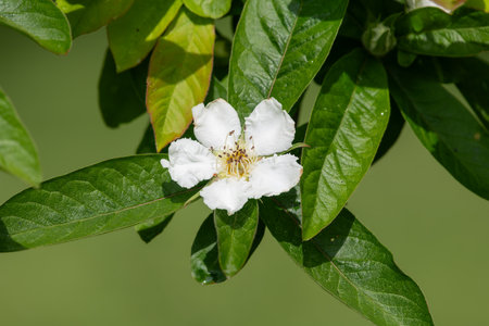 Close up of a flower on a common medlar (mespilus germanica) treeの写真素材