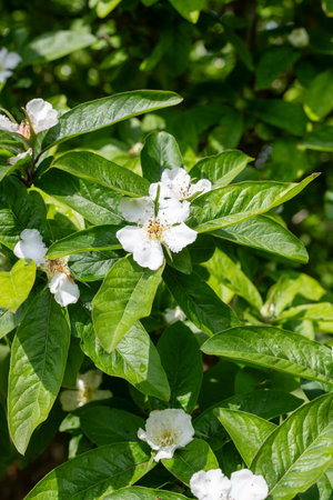 Close up of a flower on a common medlar (mespilus germanica) treeの写真素材