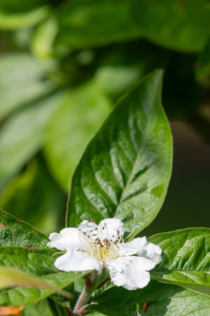 Close up of a flower on a common medlar (mespilus germanica) tree