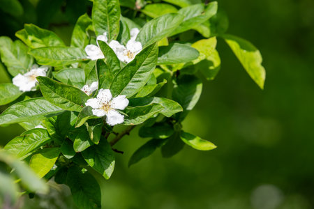Close up of a flower on a common medlar (mespilus germanica) treeの写真素材