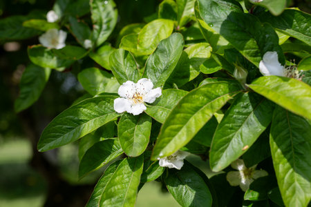Close up of a flower on a common medlar (mespilus germanica) treeの写真素材