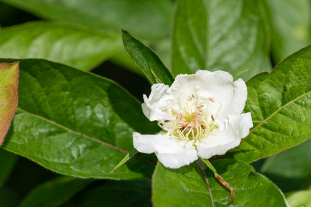Close up of a flower on a common medlar (mespilus germanica) treeの写真素材