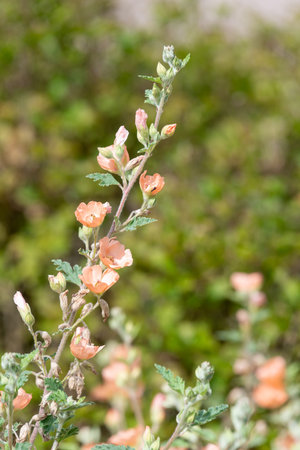 Close up of Childerley globemallow (sphaeralcea) flowers in bloomの写真素材