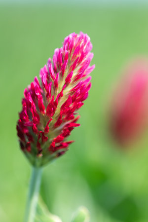 Macro shot of a crimson clover (trifolium incarnatum) flower in bloomの写真素材