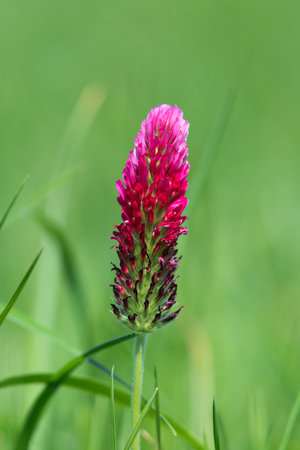 Macro shot of a crimson clover (trifolium incarnatum) flower in bloomの写真素材