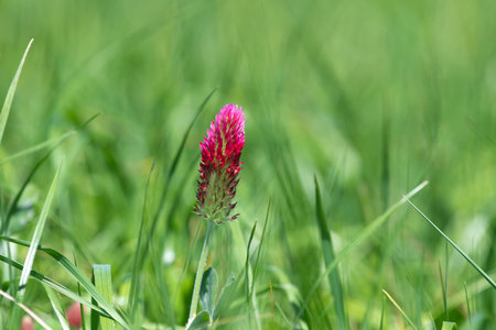 Macro shot of a crimson clover (trifolium incarnatum) flower in bloomの写真素材