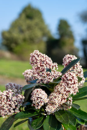 Close up of Japanese skimmia (skimmia japonica) flowers in bloomの写真素材