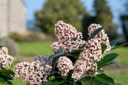 Close up of Japanese skimmia (skimmia japonica) flowers in bloomの写真素材