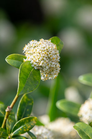 Close up of Japanese skimmia (skimmia japonica) flowers in bloomの写真素材