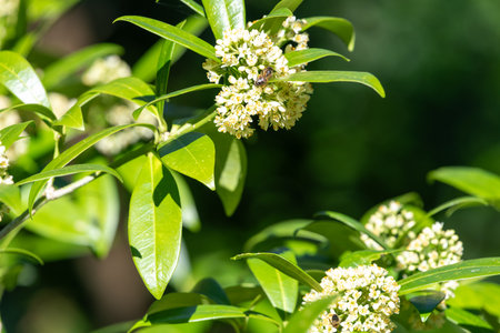 Close up of Kew green skimmia confusa flowers in bloomの写真素材