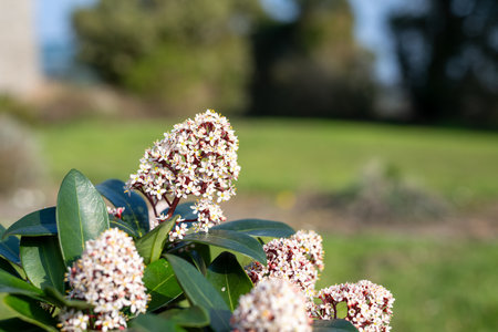 Close up of Japanese skimmia (skimmia japonica) flowers in bloomの写真素材
