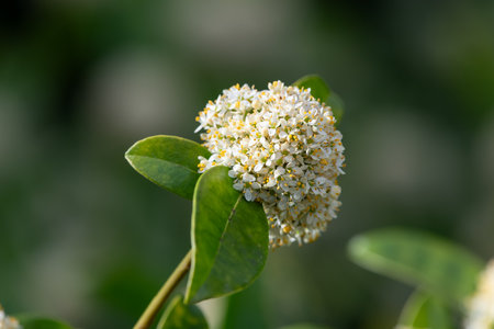 Close up of Japanese skimmia (skimmia japonica) flowers in bloomの写真素材
