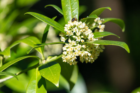Close up of Kew green skimmia confusa flowers in bloomの写真素材