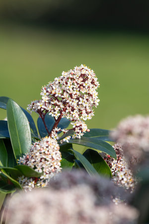 Close up of Japanese skimmia (skimmia japonica) flowers in bloomの写真素材