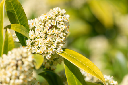 Close up of Kew green skimmia confusa flowers in bloomの写真素材
