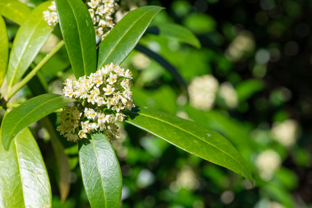 Close up of Kew green skimmia confusa flowers in bloomの写真素材