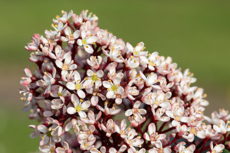 Close up of Japanese skimmia (skimmia japonica) flowers in bloomの写真素材