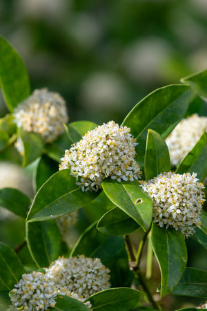 Close up of Japanese skimmia (skimmia japonica) flowers in bloomの写真素材