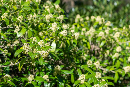 Close up of Kew green skimmia confusa flowers in bloomの写真素材