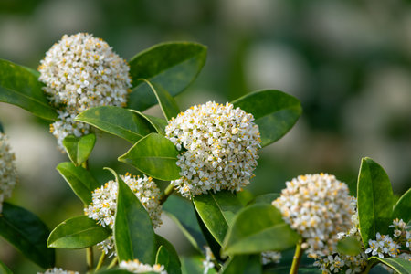 Close up of Japanese skimmia (skimmia japonica) flowers in bloomの写真素材