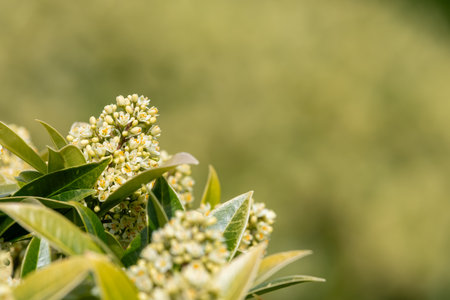 Close up of Kew green skimmia confusa flowers in bloomの写真素材
