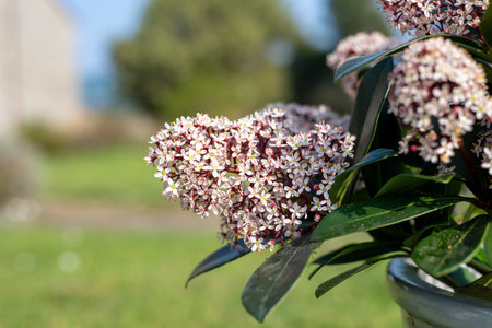 Close up of Japanese skimmia (skimmia japonica) flowers in bloomの写真素材