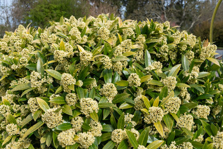 Close up of Kew green skimmia confusa flowers in bloomの写真素材