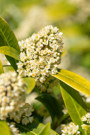 Close up of Kew green skimmia confusa flowers in bloomの写真素材