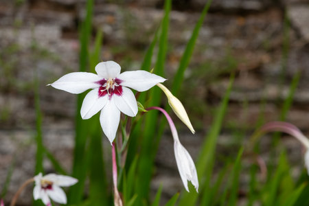 Close up of an abyssinian gladiolus (gladiolus murielae) flower in bloomの写真素材