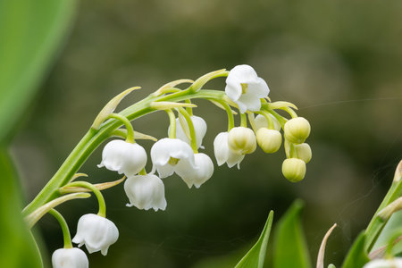 Close up of lily of the valley (convallaria majalis) flowers in bloomの写真素材