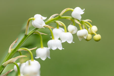 Close up of lily of the valley (convallaria majalis) flowers in bloomの写真素材