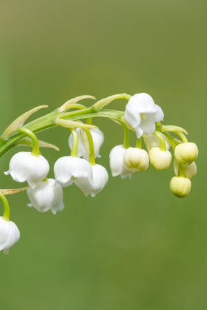 Close up of lily of the valley (convallaria majalis) flowers in bloomの写真素材
