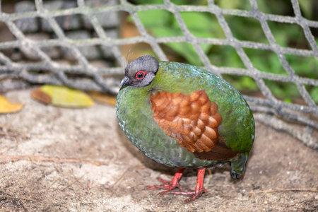 Close up of a female crested partridge (rollulus rouloul)の写真素材