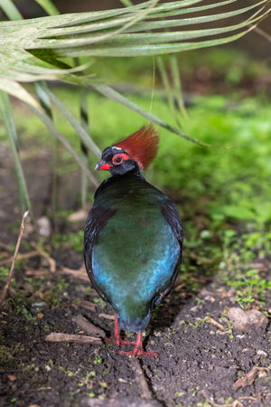 Close up of a male crested partridge (rollulus rouloul)